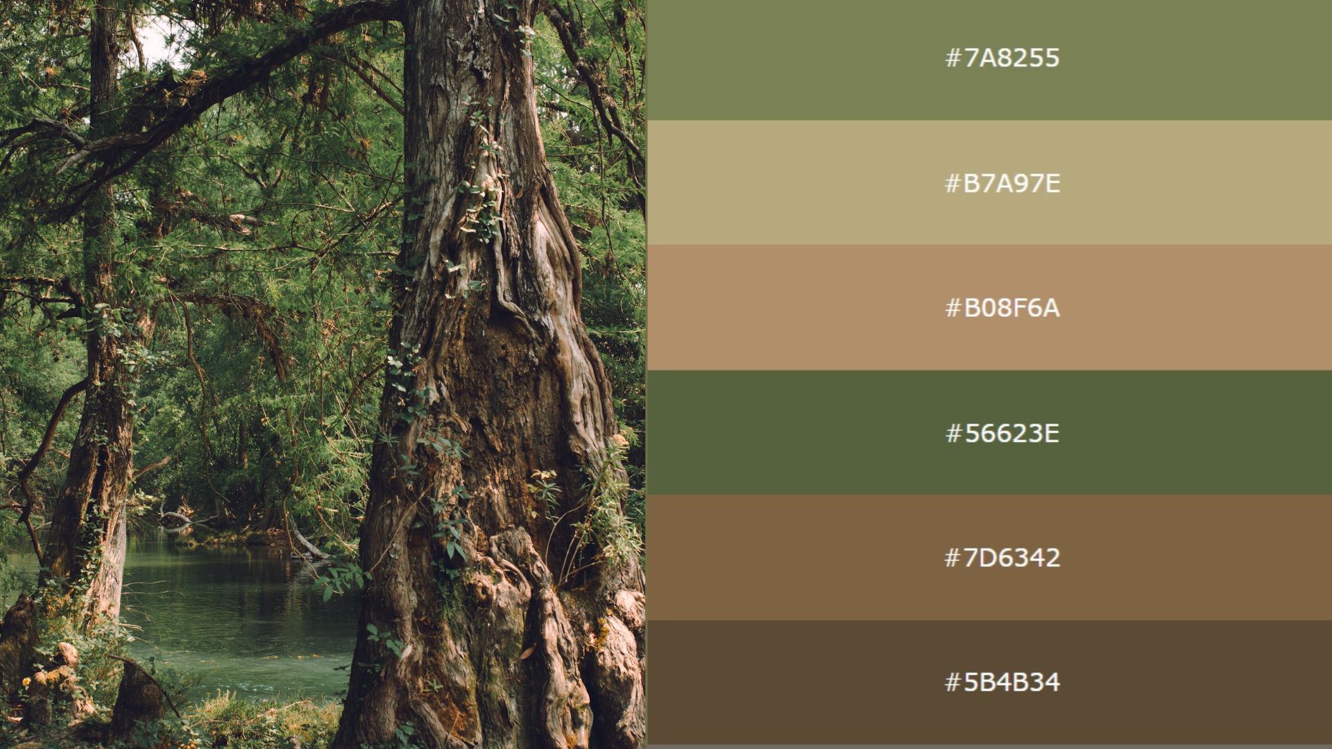 Best Color Palette Generators from Images – Free & Online to Use in 2022
