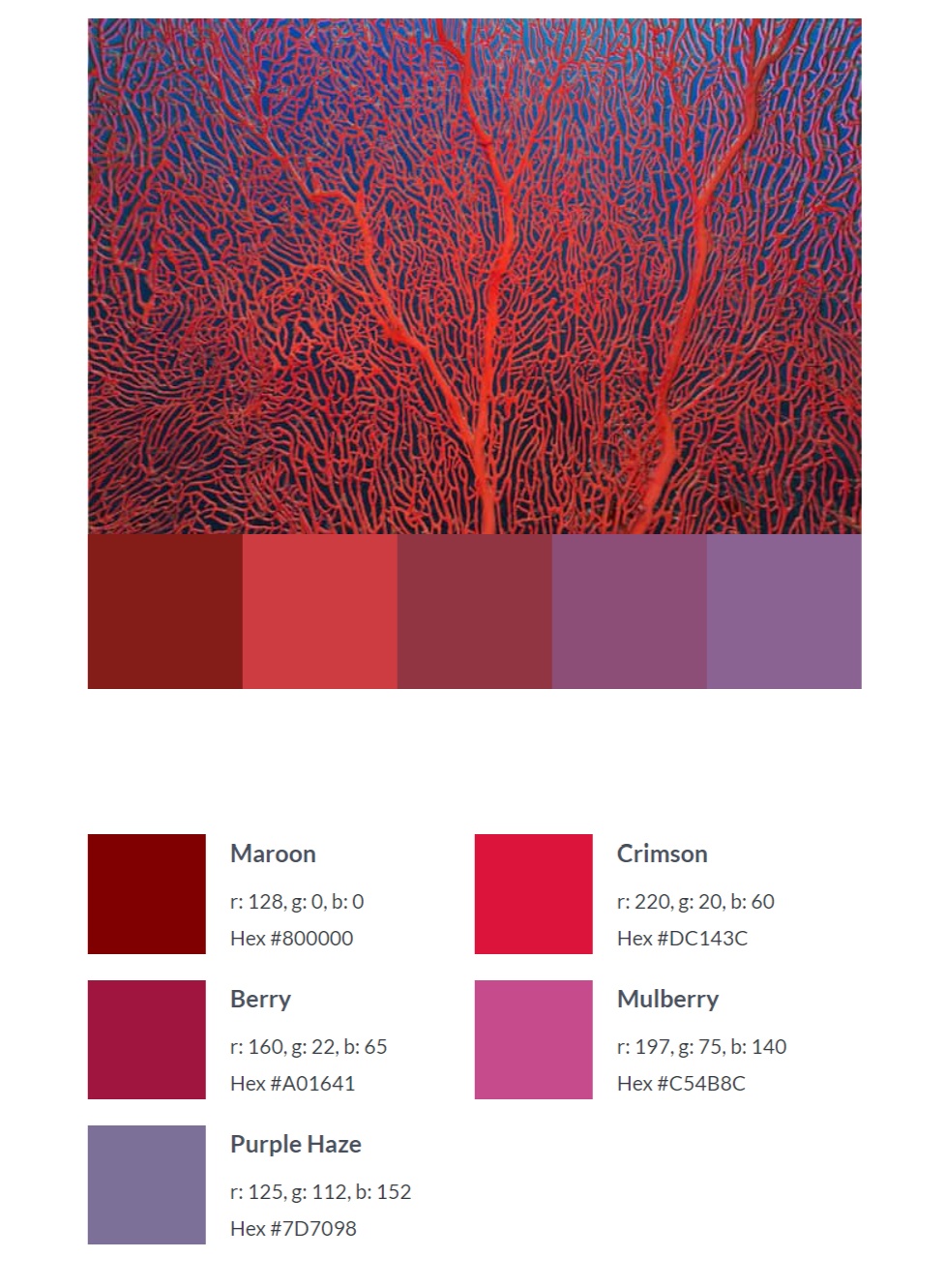 picmonkey color palette generator from image